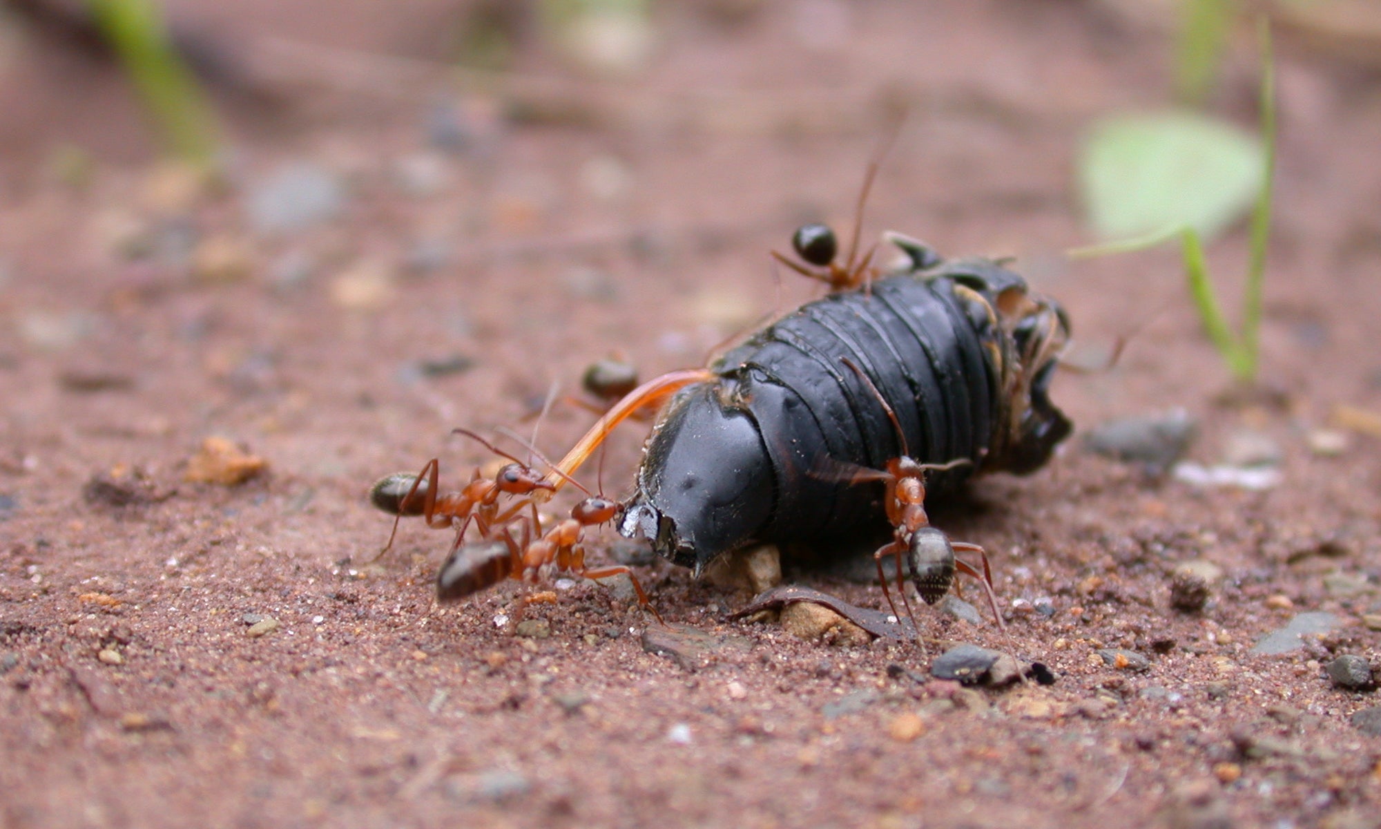dead cicada