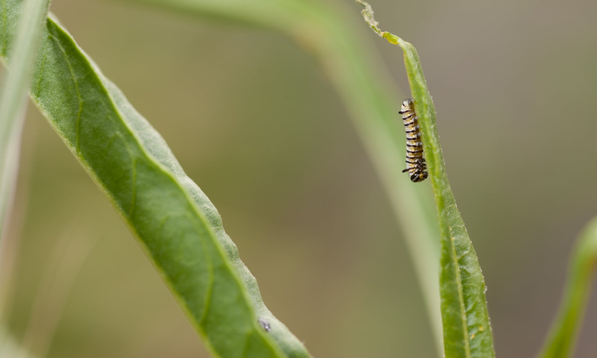 little monarch caterpillar