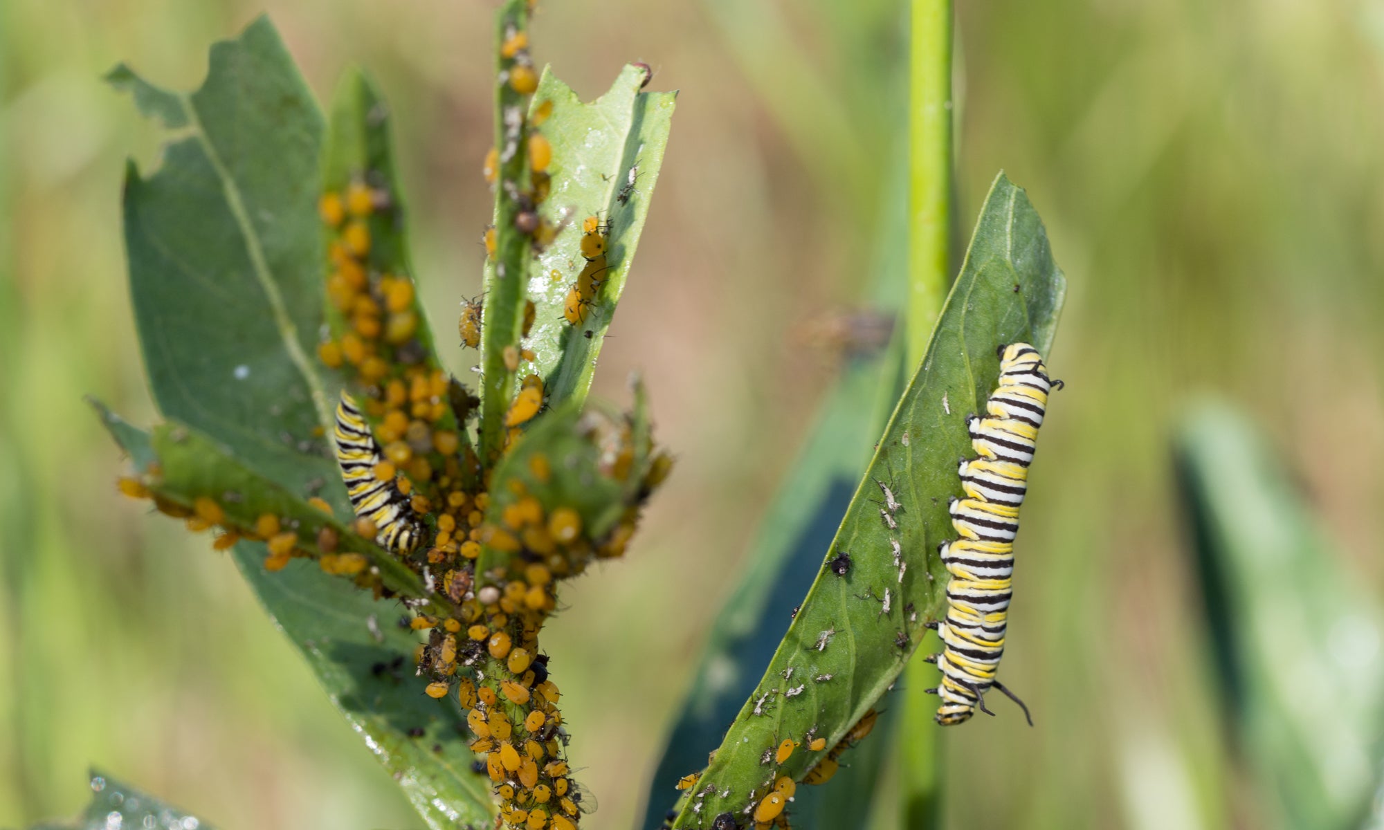 monarchs and aphids