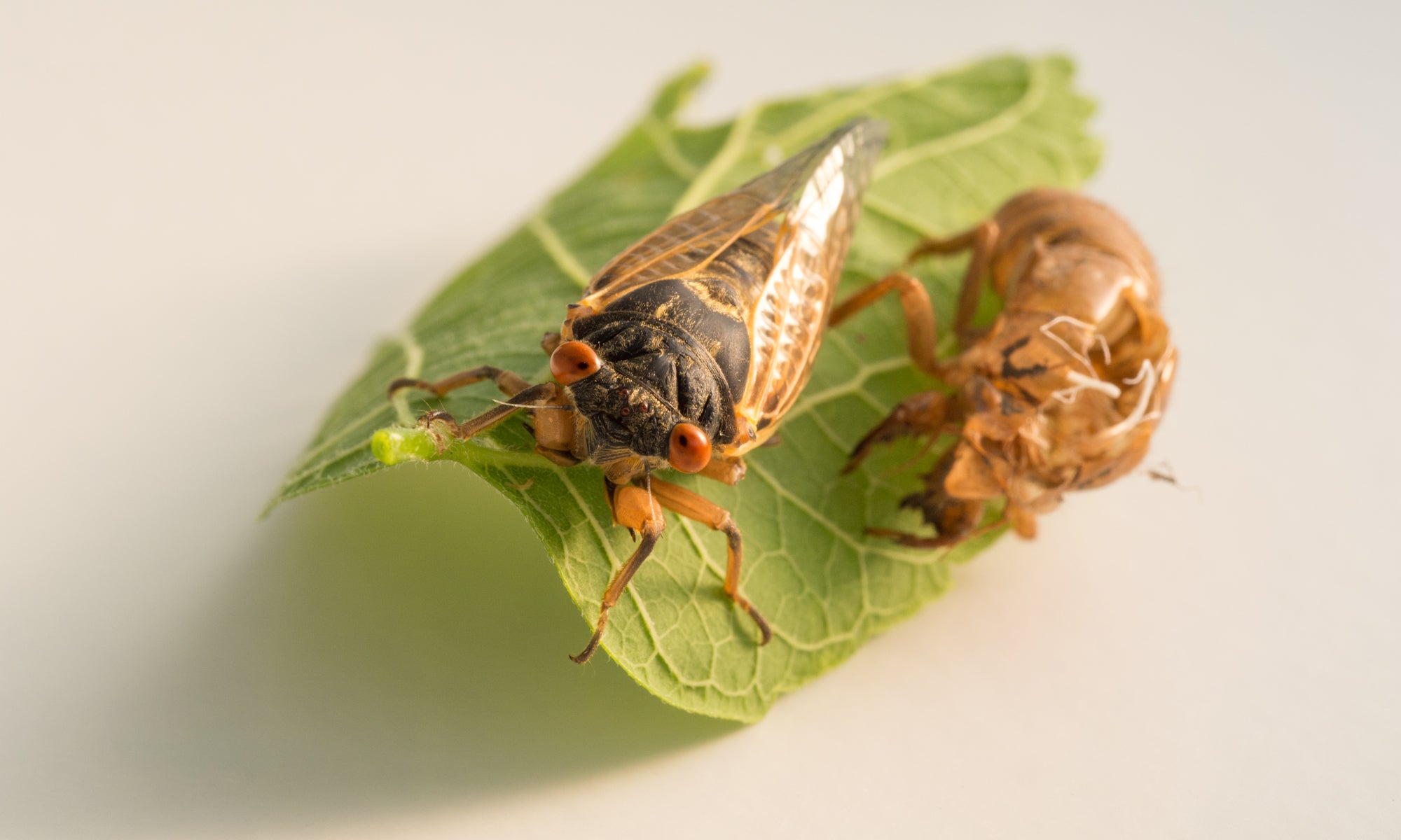 Cicada and exuviae